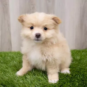 Pomeranian